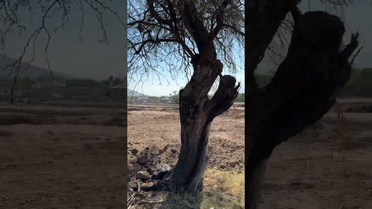 BOSQUES DE CENTENO TLAJOMULCO DE ZÚÑIGA