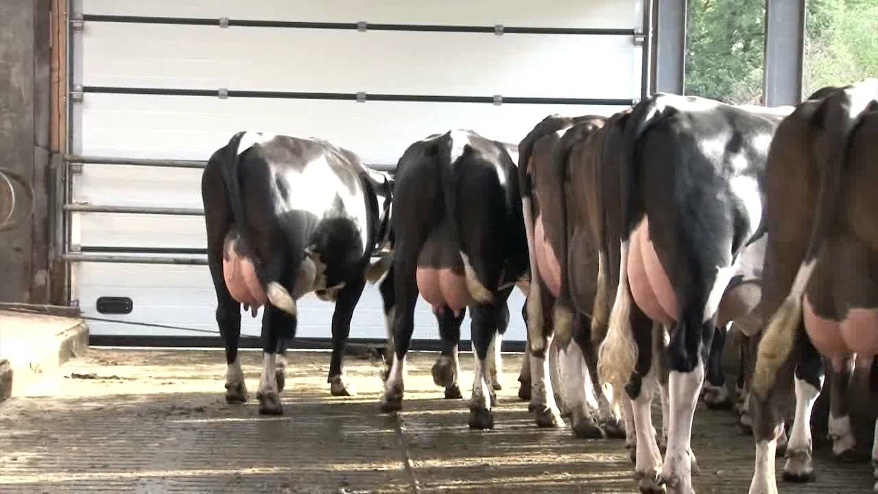 Crossbreeding Austrian Fleckvieh x Holstein