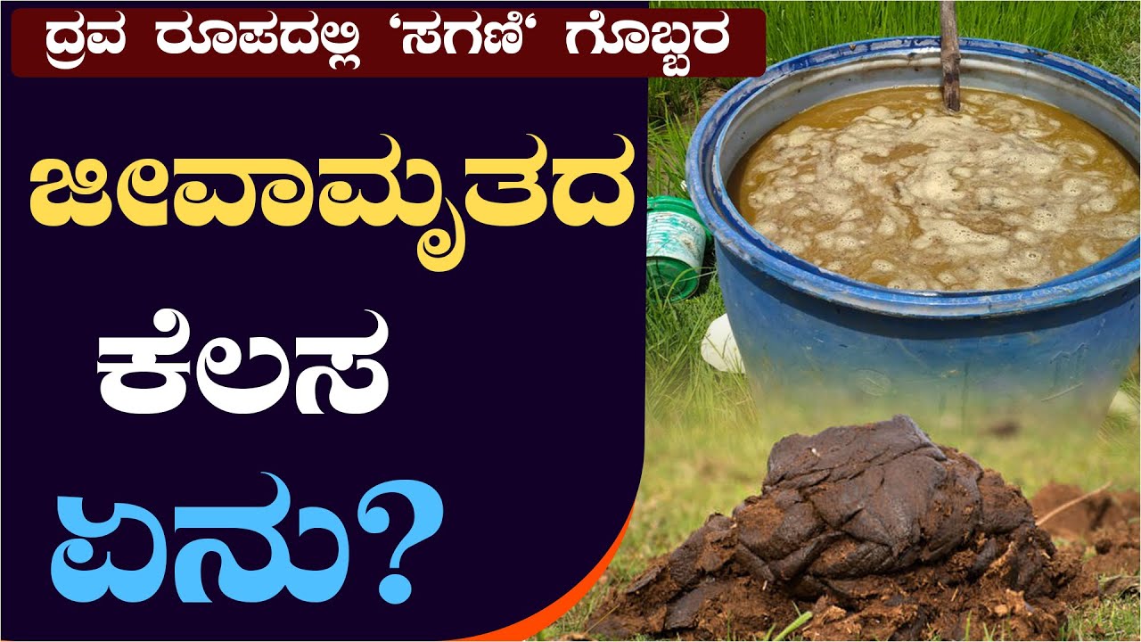 ದ್ರವ ರೂಪದಲ್ಲಿ ಸಗಣಿ ಗೊಬ್ಬರ liquid cowdung fertilizer#liquidfertilizer #ಜೀವಾಮೃತ #ಸಗಣಿ