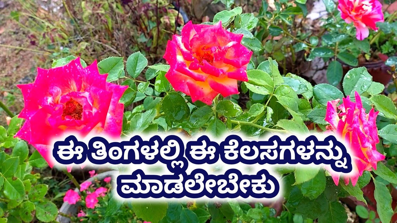 ಗಾರ್ಡನ್ನಲ್ಲಿ ಫೆಬ್ರುವರಿ ತಿಂಗಳ ಈ ಕೆಲಸ ಮಾಡಲೇಬೇಕು / February month Garden work