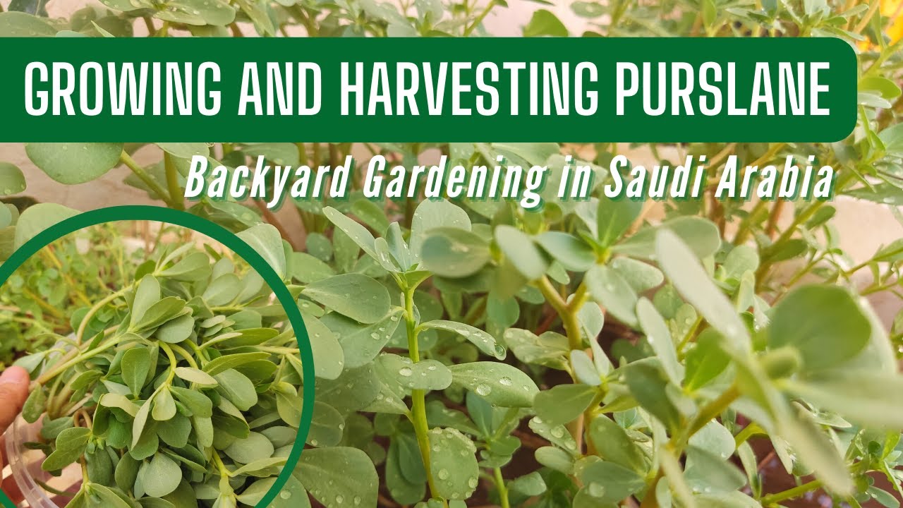 Purslane Plant: From Growing in Container, Harvesting and Cooking at Home