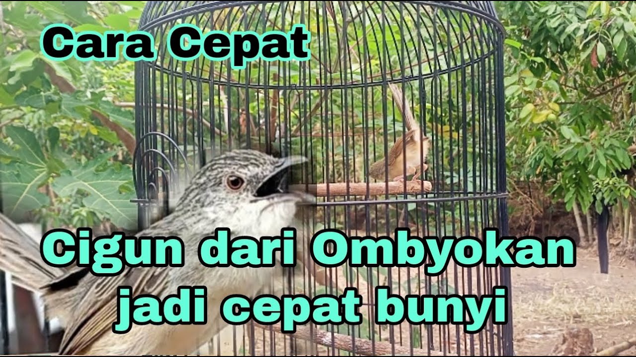 Cara merawat ciblek gunung dari ombyokan biar cepat gacor || Cigun