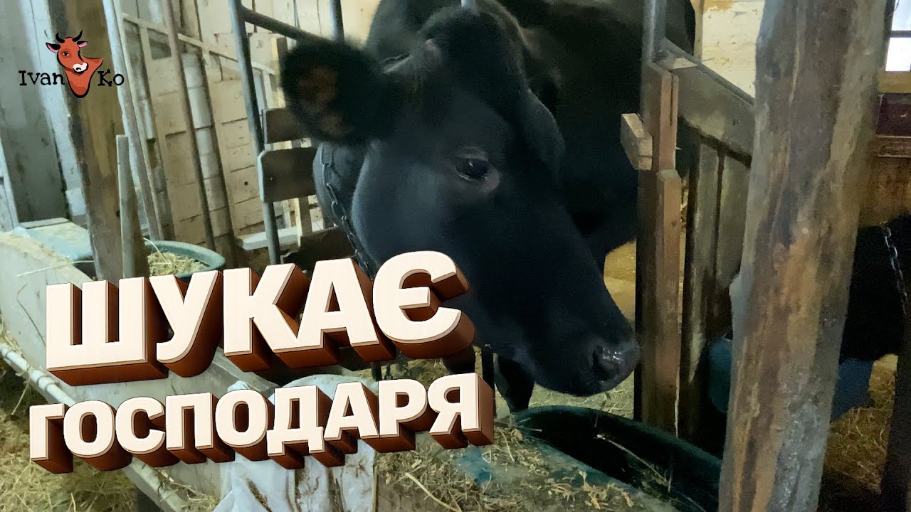 Віддаєм корову 🐄 у добрі руки | Новини ферми 📰🗞️