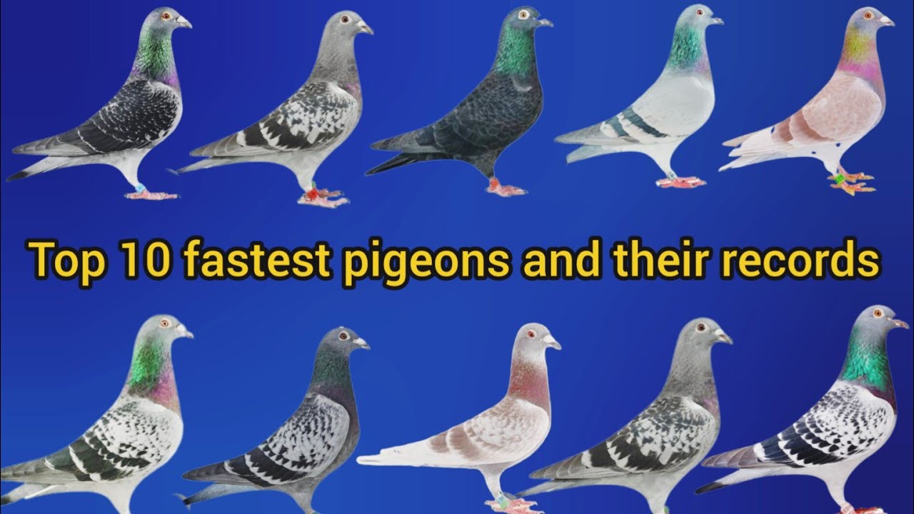 Top 10 fastest racing pigeons in the world | speed and record holders #pigeon 
