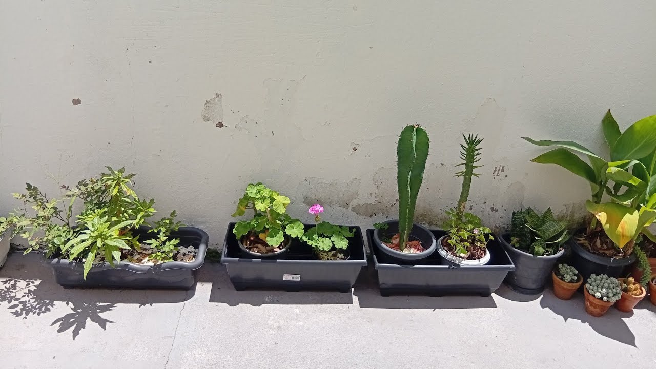 Jardim/ Azaléia brotou e soltou flor 