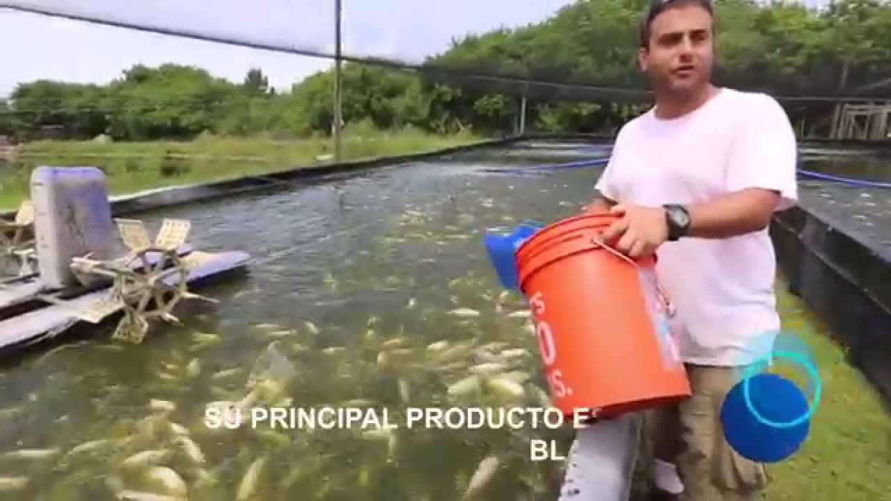 Granja de Tilapia