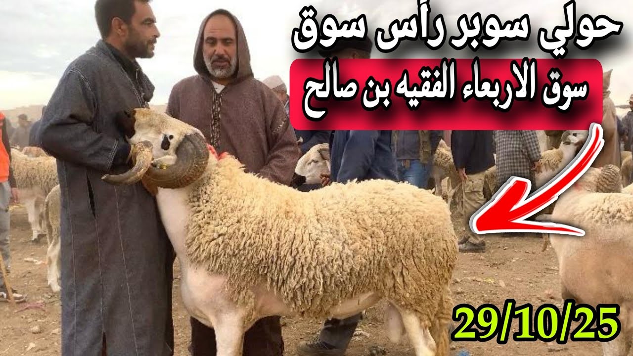 مباشرة من سوق الاربعاء الفقيه بن صالح 29/10/25 مع تمن الحولي و النعجة و حولية 🐑🇲🇦🇲🇦🐑
