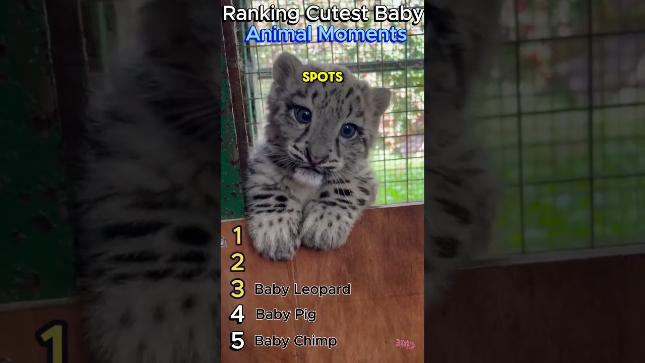Ranking Cutest Baby Animal Moments 