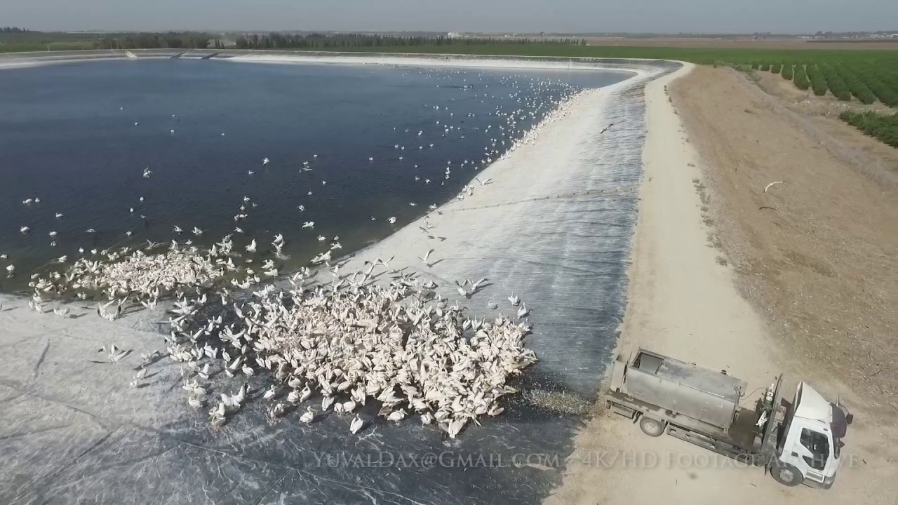 9 11 16 Pelicans Aerials HD