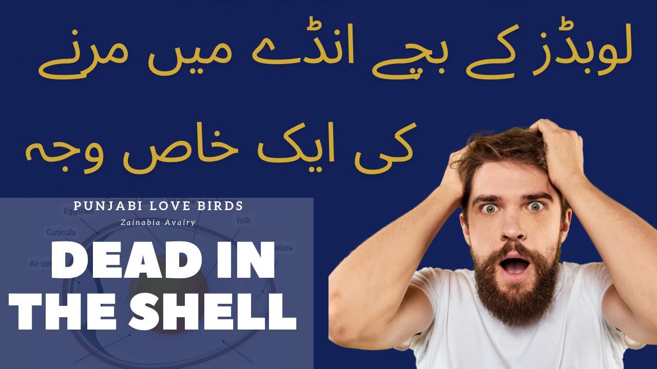 Love birds chicks Dead in the Shell #punjabilovebirds