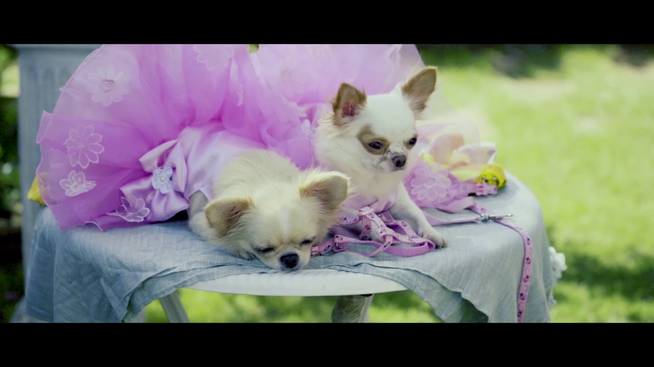 Dog Pre Wedding ,Thai Costumes - Sony A7II 28 F2 & 70-200 F4 G