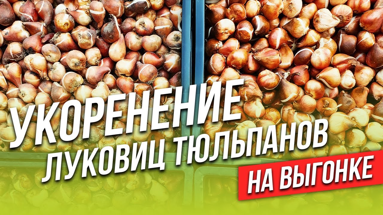 Укоренение луковиц тюльпанов на выгонке. Часто задаваемые вопросы