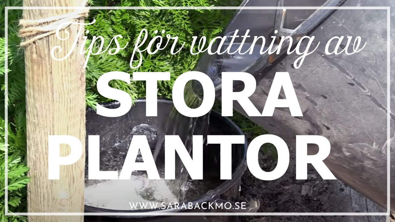 Tips f&ouml;r vattning av stora plantor