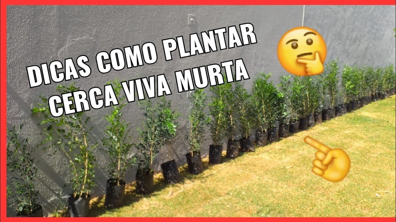 CERCA VIVA MURTA VIRA MURO VERDE