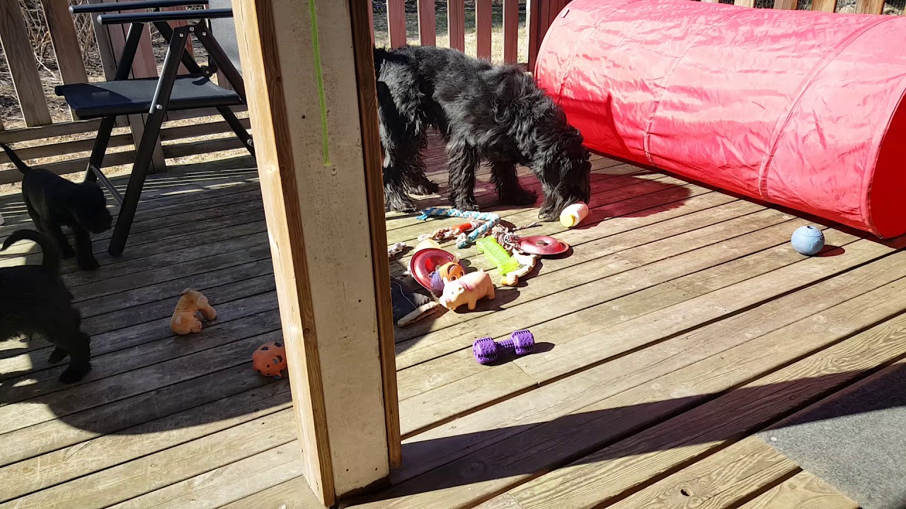 Zirros kennel önskar Glad Påsk!