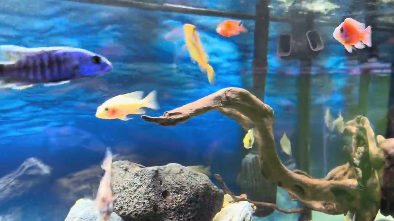 African cichlids, primarily from Lakes Malawi, and Victoria. 