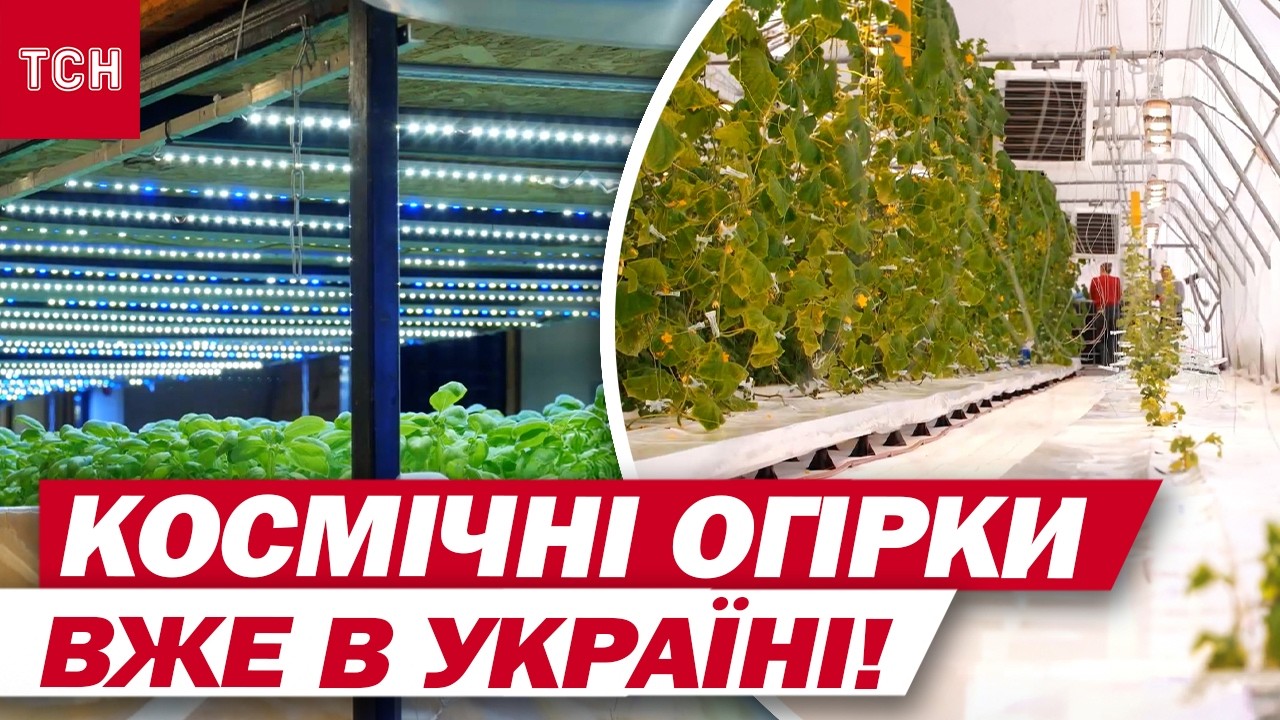 ТАКИХ ТЕХНОЛОГІЙ ЩЕ НЕ БУЛО! Як виростити огірок БЕЗ ЗЕМЛІ?! І скільки такі овочі КОШТУЮТЬ
