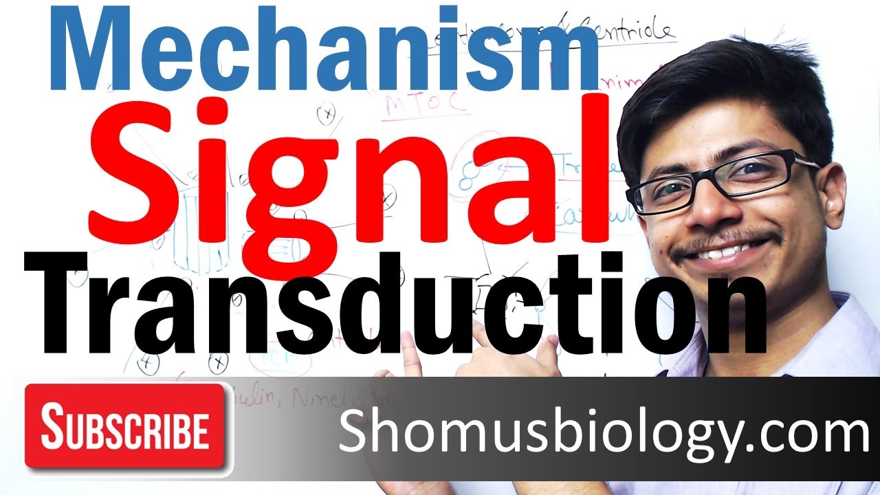 Signal transduction | cell communication pathway