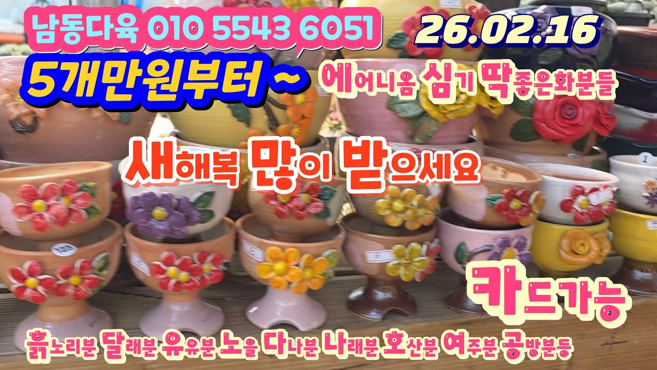 남동다육화분/5개만원부터 고급화분들까지/에어니옴심기좋은 화분들/유유분 호산분 달래분 여주분등