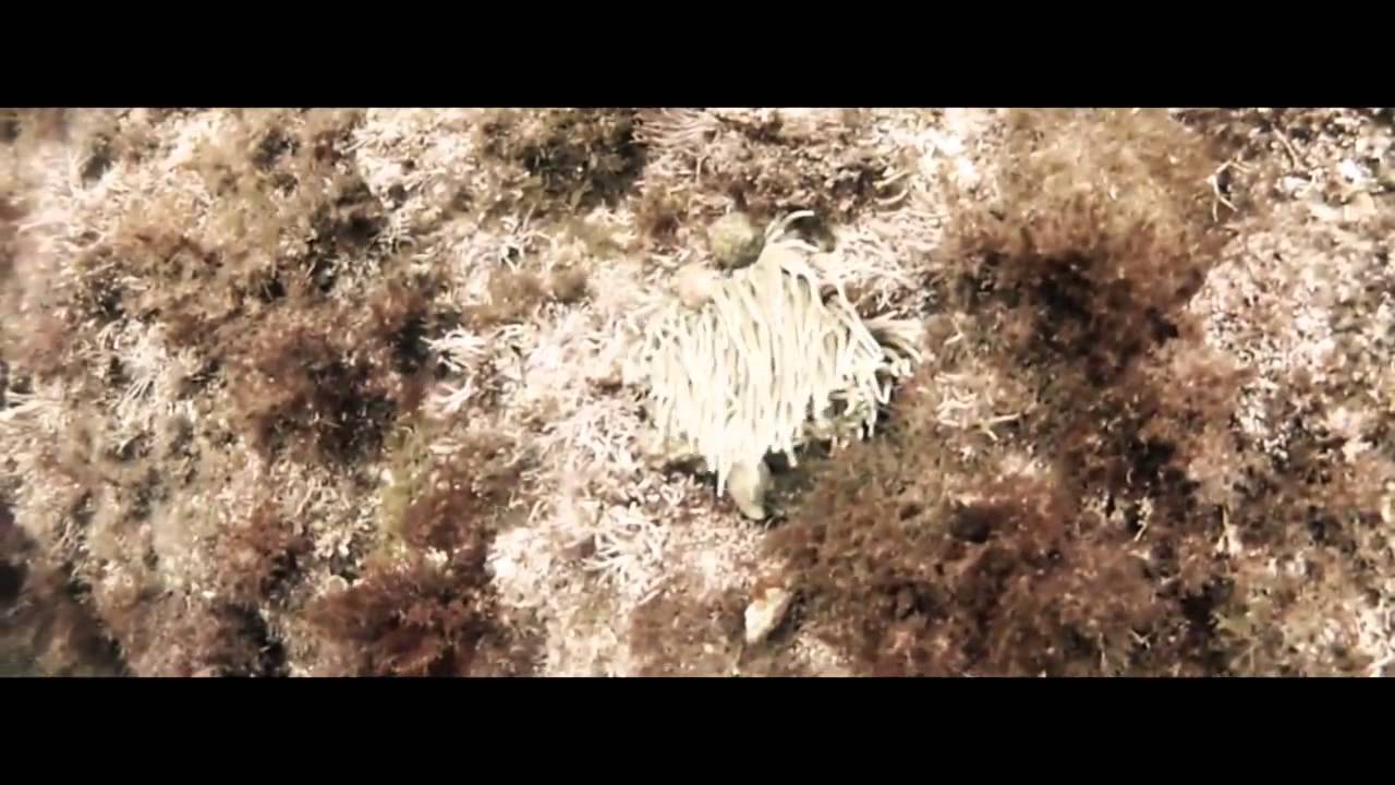 Cael 8 - Liquid World - Musician song - Ambient Folk music (Loic Lacroix)