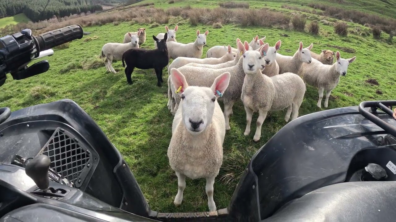Суббота, Северные Йоркширские пустоши