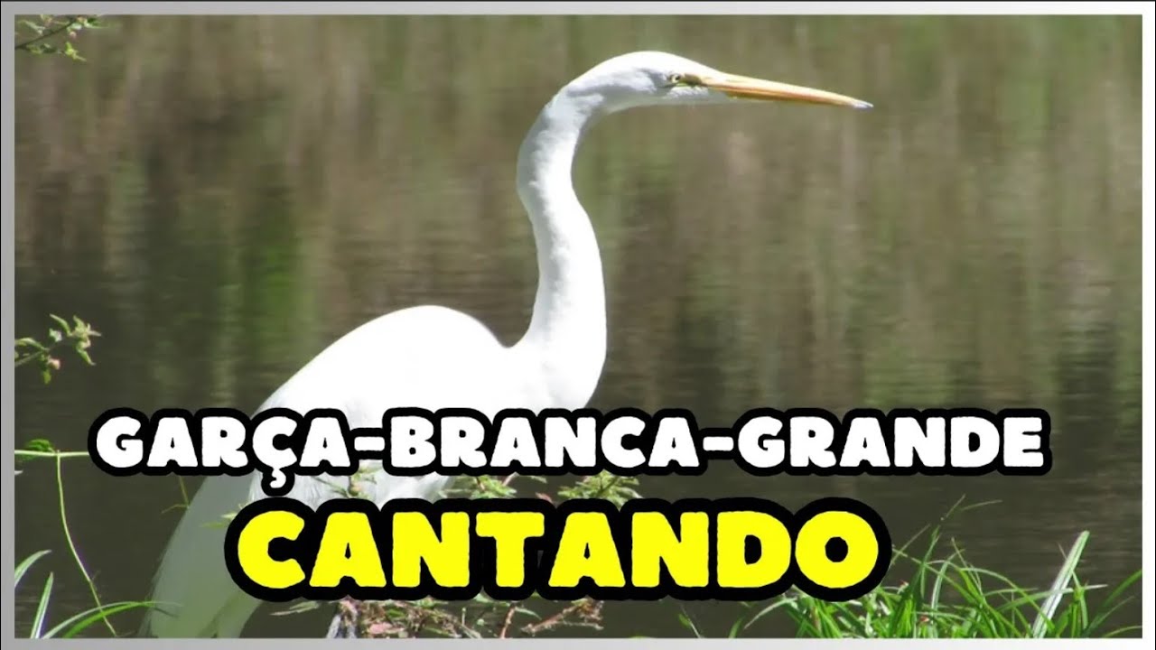 O canto da GARÇA-BRANCA-GRANDE (Ardea alba) | Great Egret