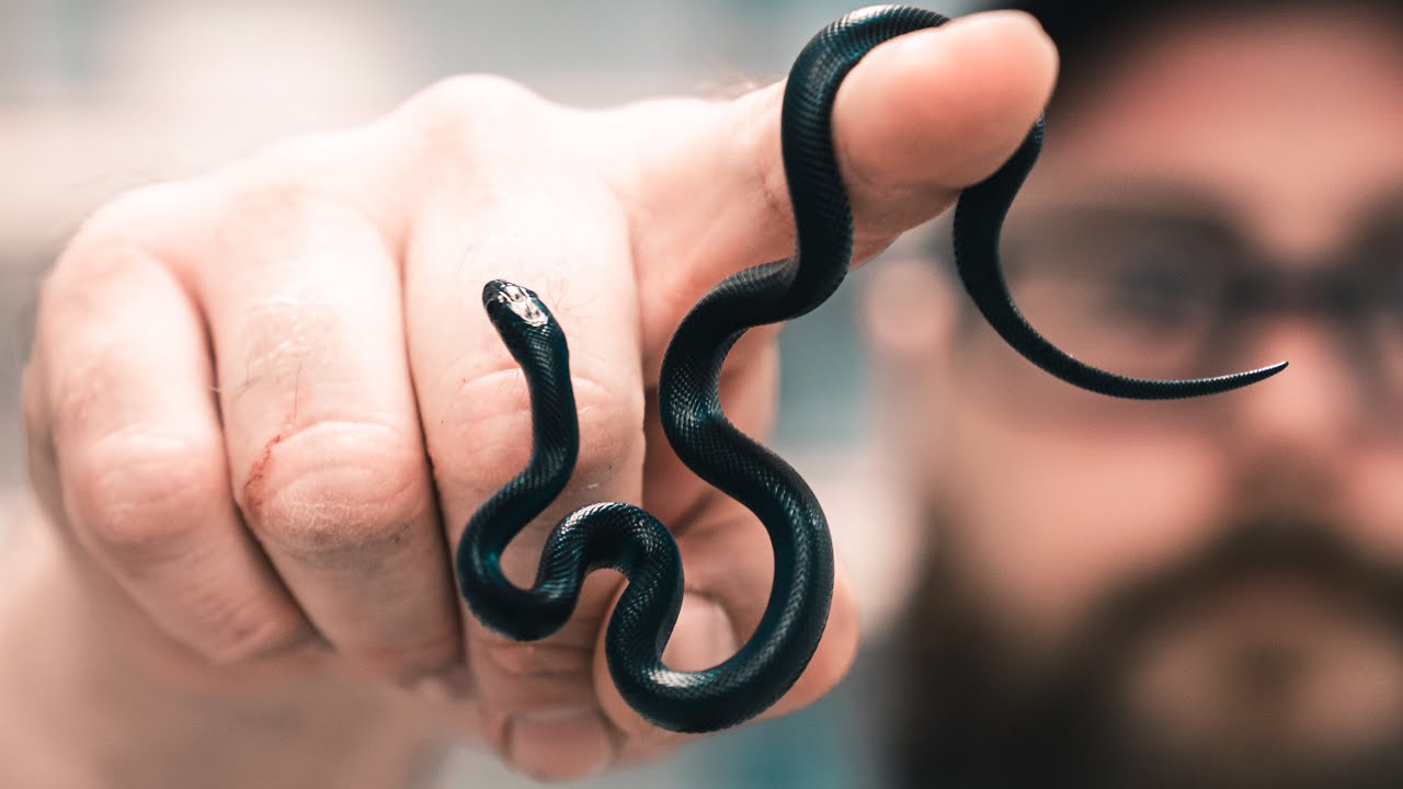 LOOK AT MY NEW SUPER SMALL BLACK HOUSE SNAKES!! | BRIAN BARCZYK