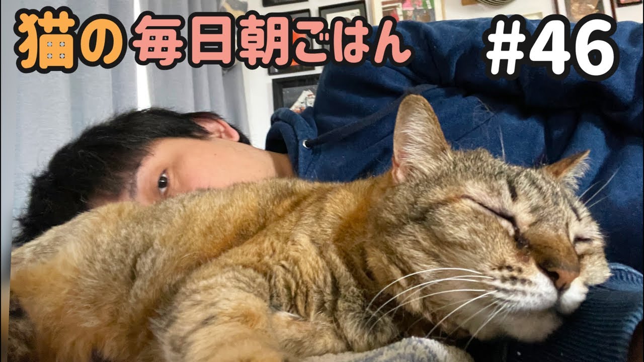猫の毎日朝ごはん生配信！【#46】 2026.3.19