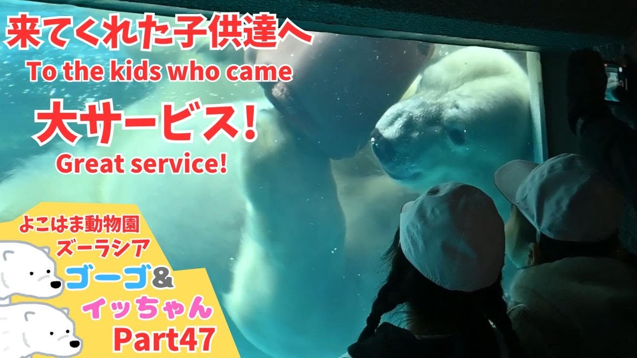 たくさん会いに来てくれた子供達と遊んであげる優しいゴーゴ🐻‍❄️(A kind Gogo who plays with the many children who come to visit.)