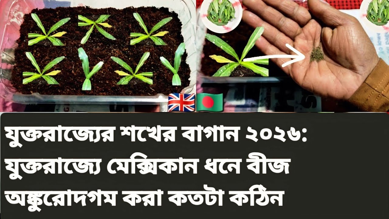 UK Hobby Gardening 2026: How tricky for germinating Mexican coriander seeds in UK