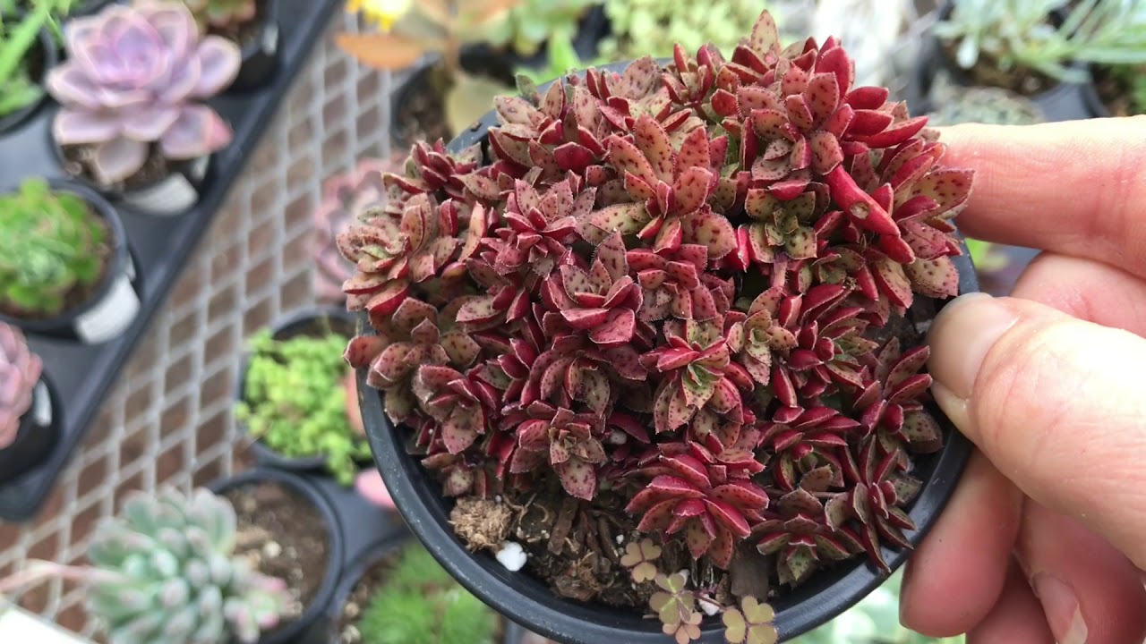 New Found Succulent Nursery!