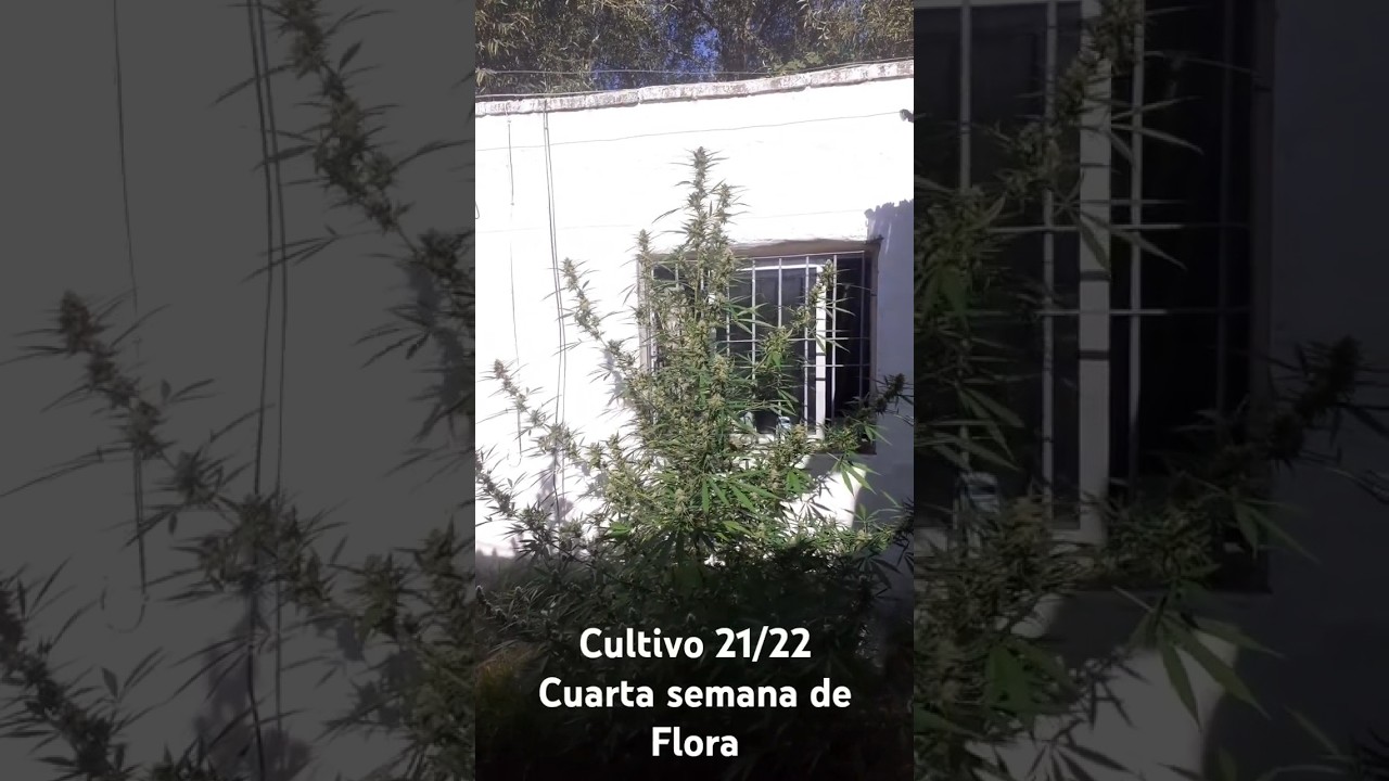 Cultivo Exterior 21/22 Uruguay