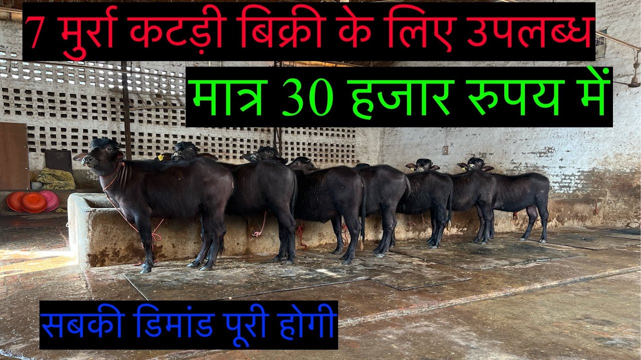 7 शानदार मुर्रा कटड़ी बिक्री के लिए उपलब्ध ♠️♠️ देखिये Special Video 👍👍