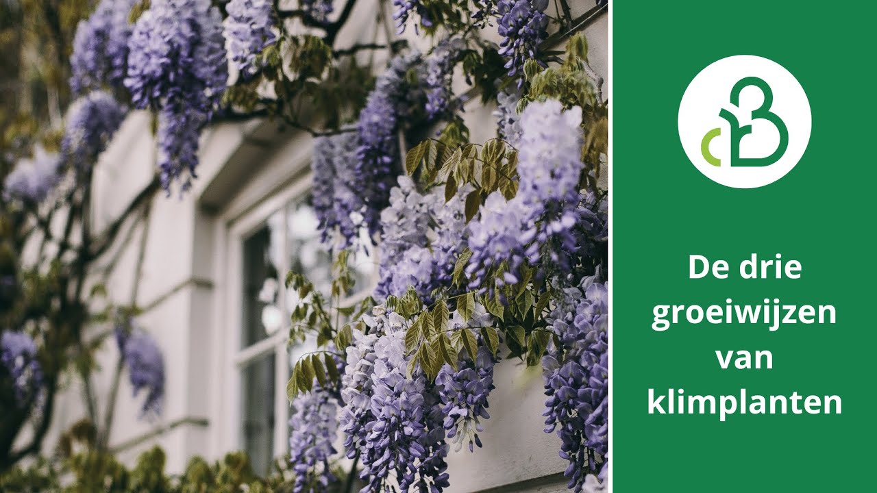 De drie groeiwijzen van klimplanten | Groencentrum de Batterijen