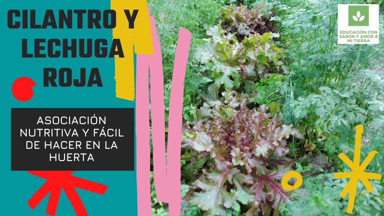 CILANTRO Y LECHUGA ROJA: UNA ASOCIACIÓN BENÉFICA, NUTRITIVA Y FÁCIL DE HACER EN LA HUERTA