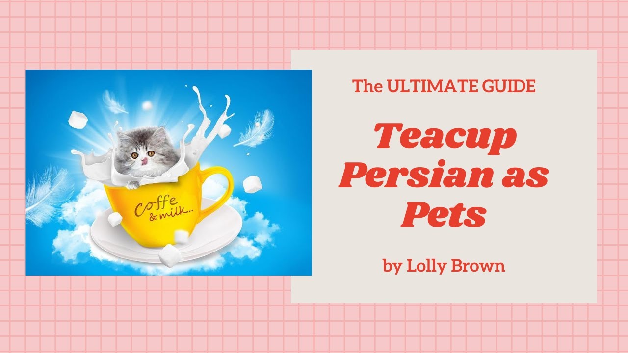 Teacup Persian Cats - Breeding, Where To Buy, Care, Temperament, Health, Grooming, Diet, And More