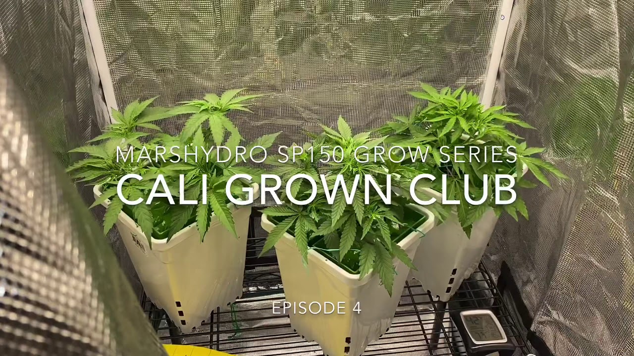 MarsHydro SP150: Grow Series #4
