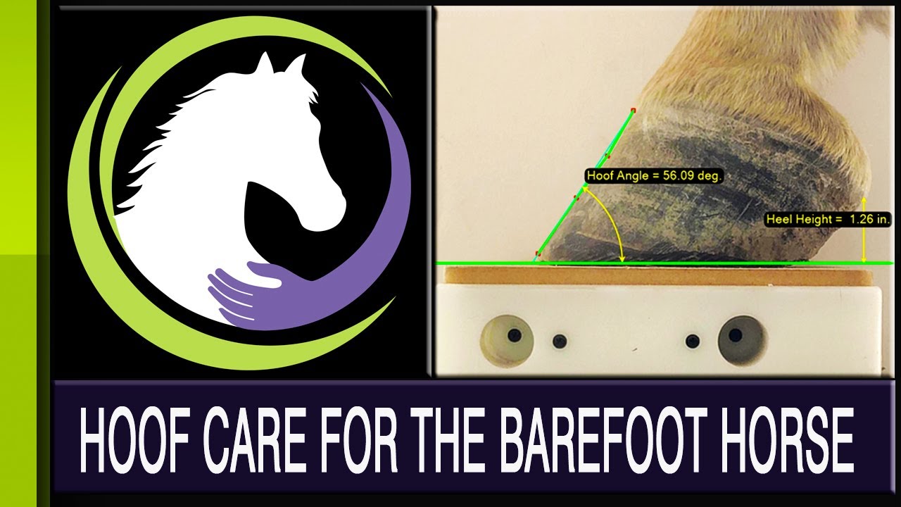 Hoof Care for the Barefoot Horse Featuring Ann Ramsey BS, CERA, APF-I