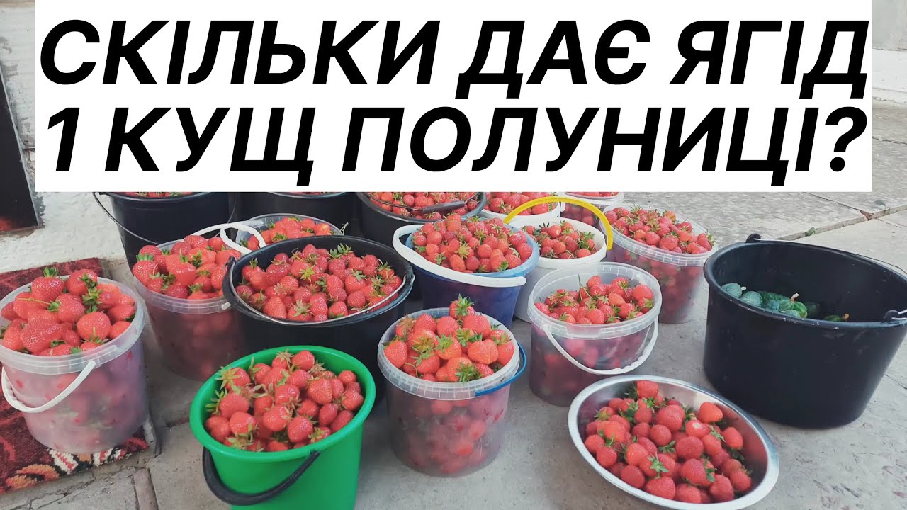 Скільки ягід можна зібрати з одного куща полуниці?/Продаж полуниці на Поліссі