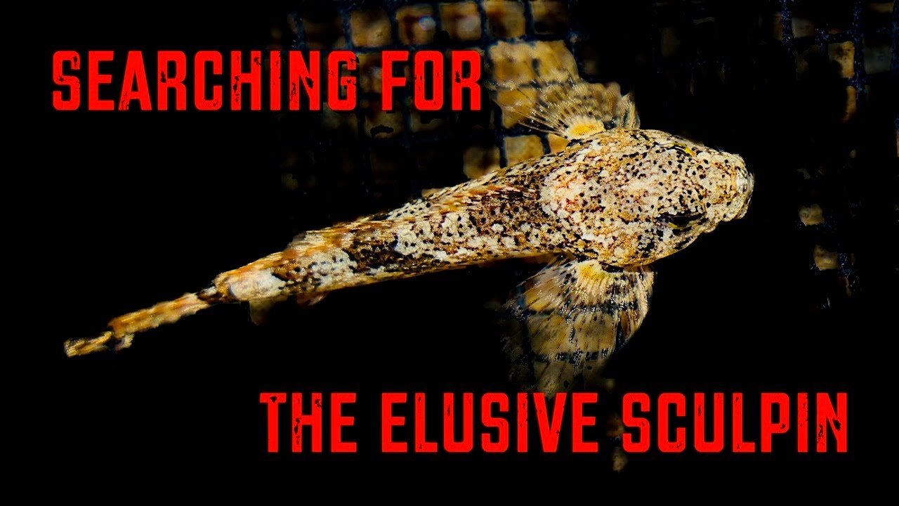 Searching For The Elusive Sculpin
