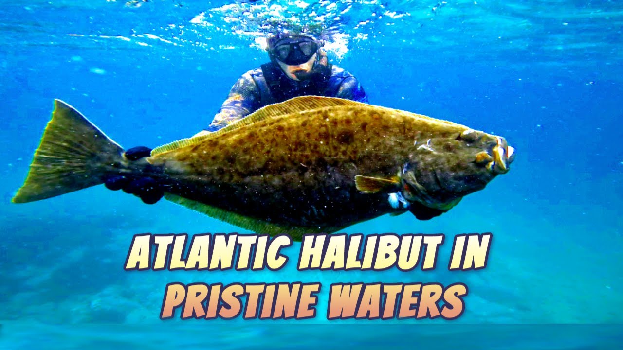 Spearfishing Atlantic Halibut in Pristine Shallow Waters