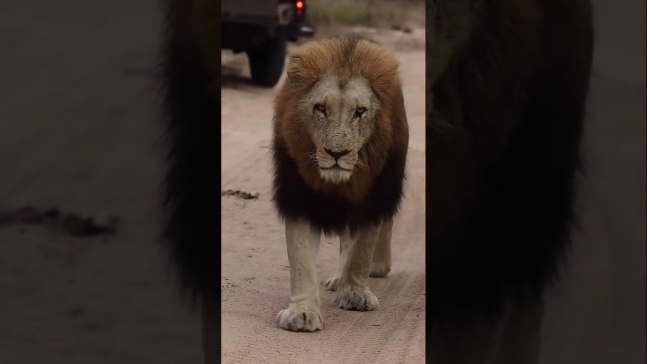 Majestic Lion Walks Like a King | 4K Close-Up