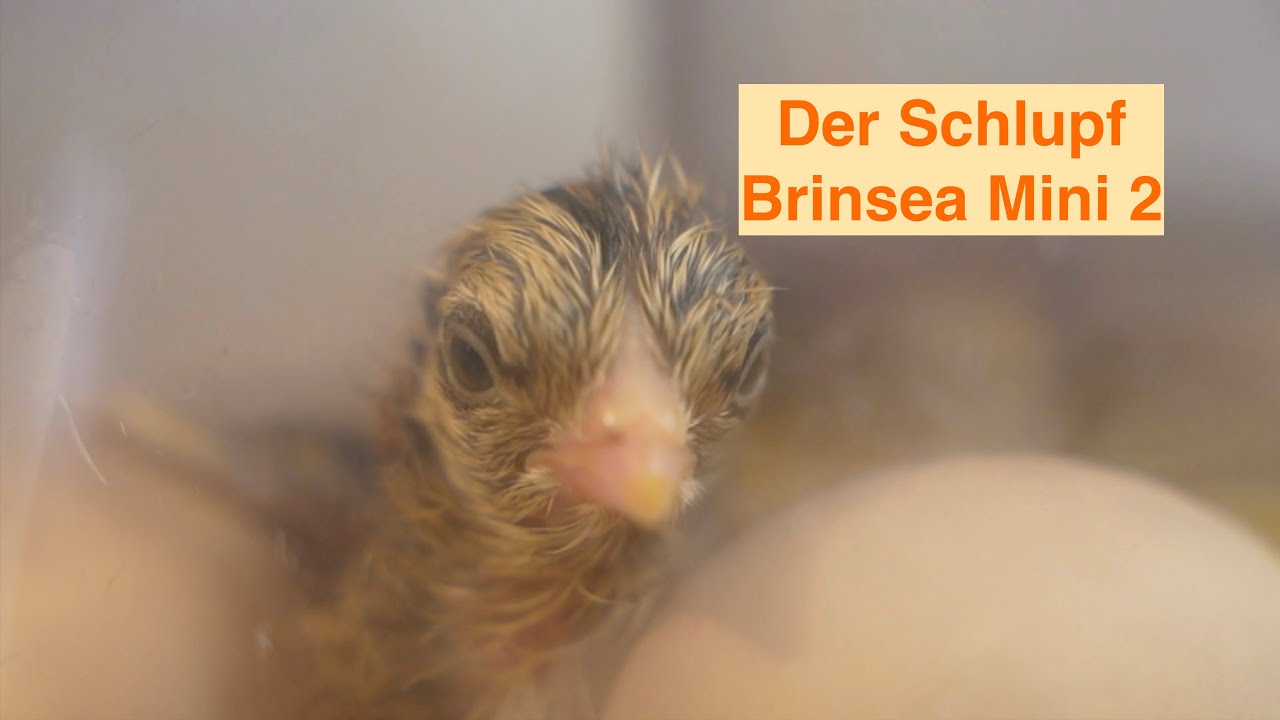 K&uuml;ken schl&uuml;pfen in der Brutmaschine! Brinsea Mini 2 Brutapparat