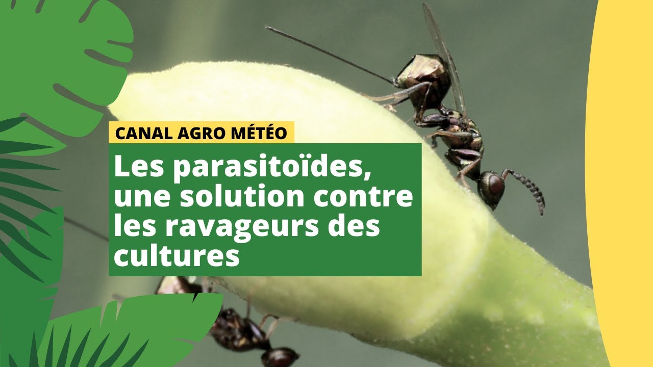 Canal Agro Météo : Les parasitoïdes, une solution contre les ravageurs des cultures