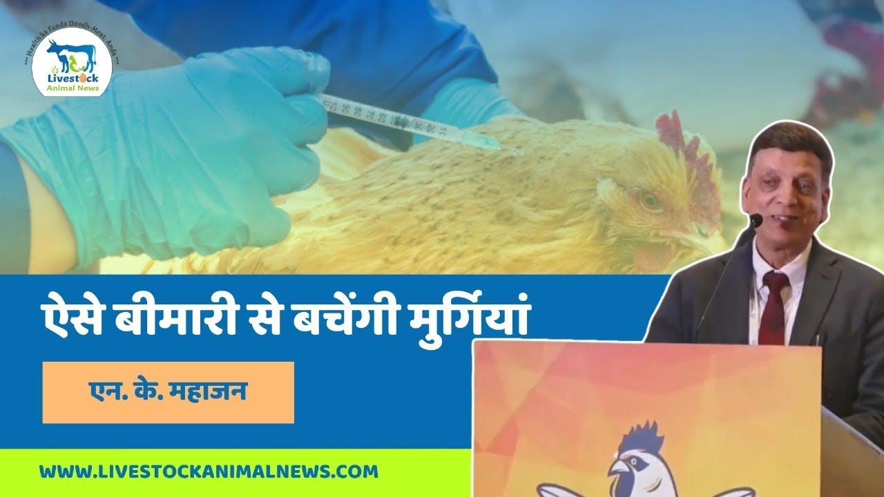 ऐसे बीमारी से बचेंगी मुर्गियां