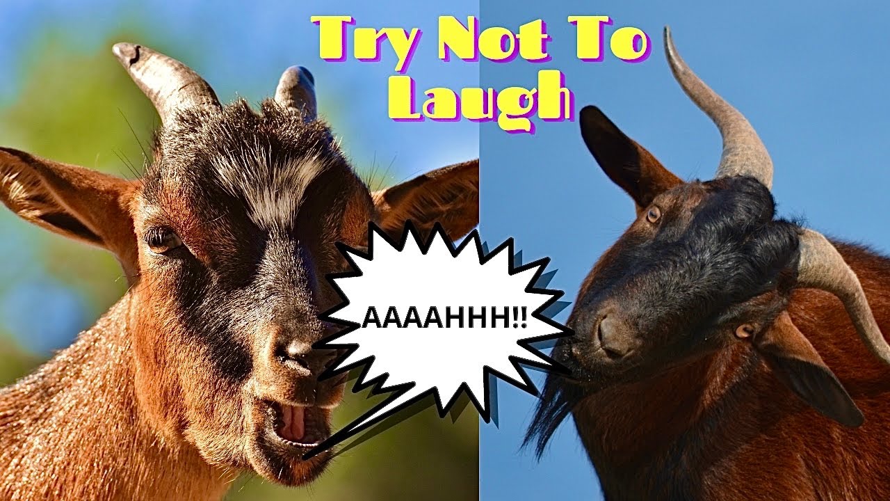 FUNNY GOATS SCREAMING 2023 | TikTok Try Not To Laugh Compilation