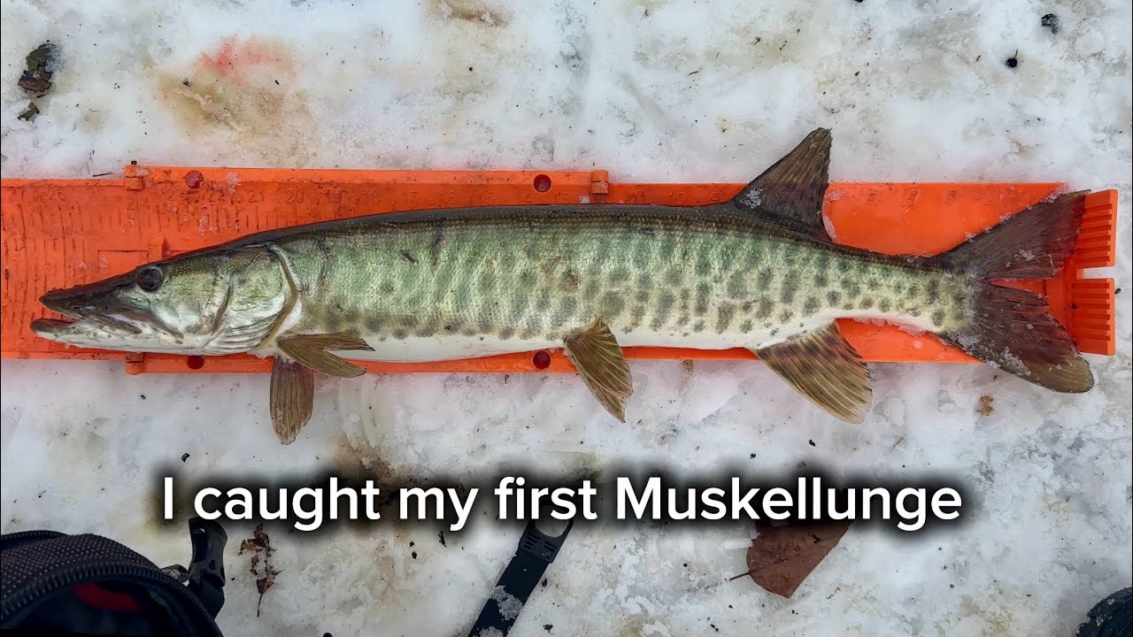 I caught my first Muskellunge #fishing #fishinglife #fishingvideo 