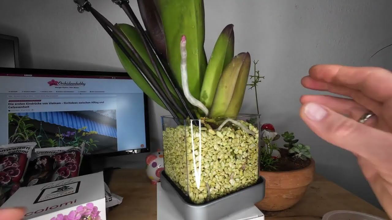 Istruzioni per la cura e la semina dell'orchidea Colomi 7 febbraio 2026