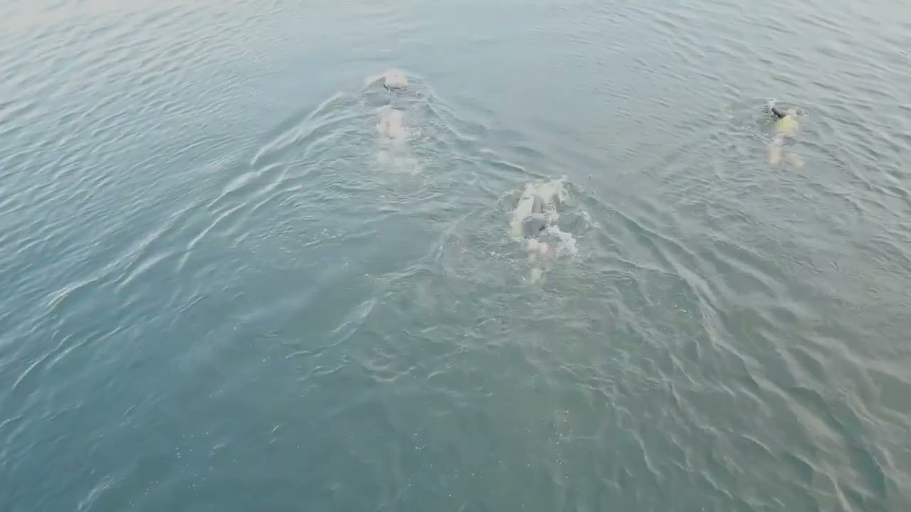 Twiske Swimrunners promo