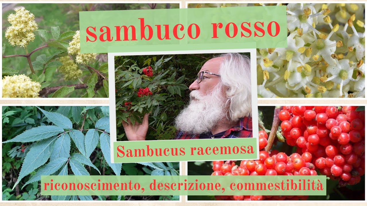 sambuco rosso